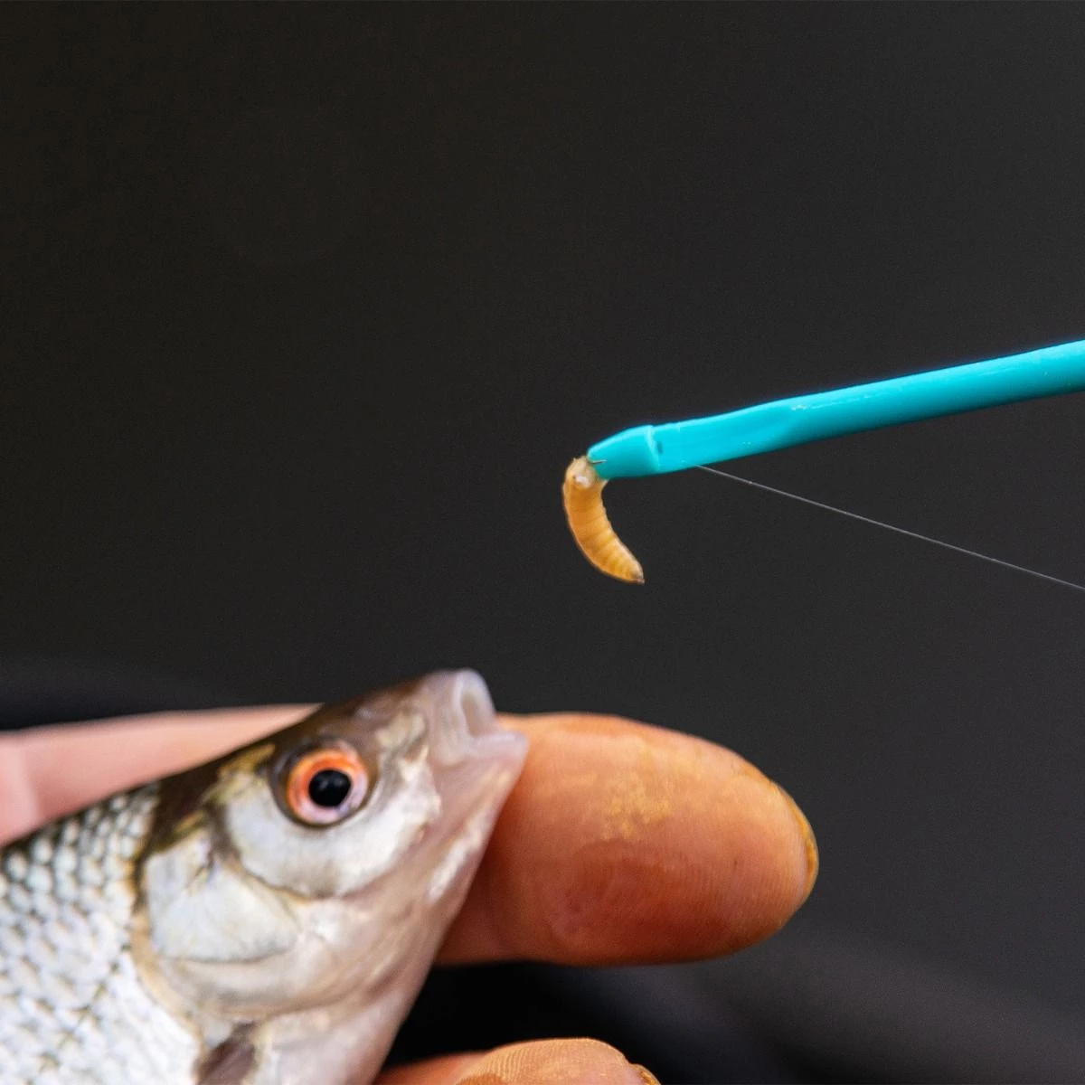 Coupon π Drennan Match Disgorger Aqua Terminal Tackle β 2 Coupon π Drennan Match Disgorger Aqua Terminal Tackle β - Image 2